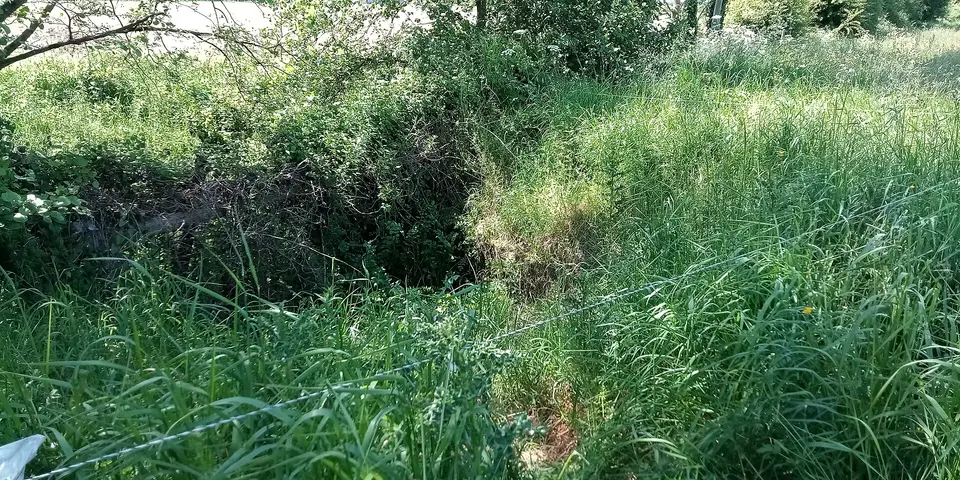 Toberbride in its electric fence enclosure