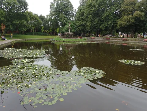 Waterlilies on the pond in Fitzgerald's Park.