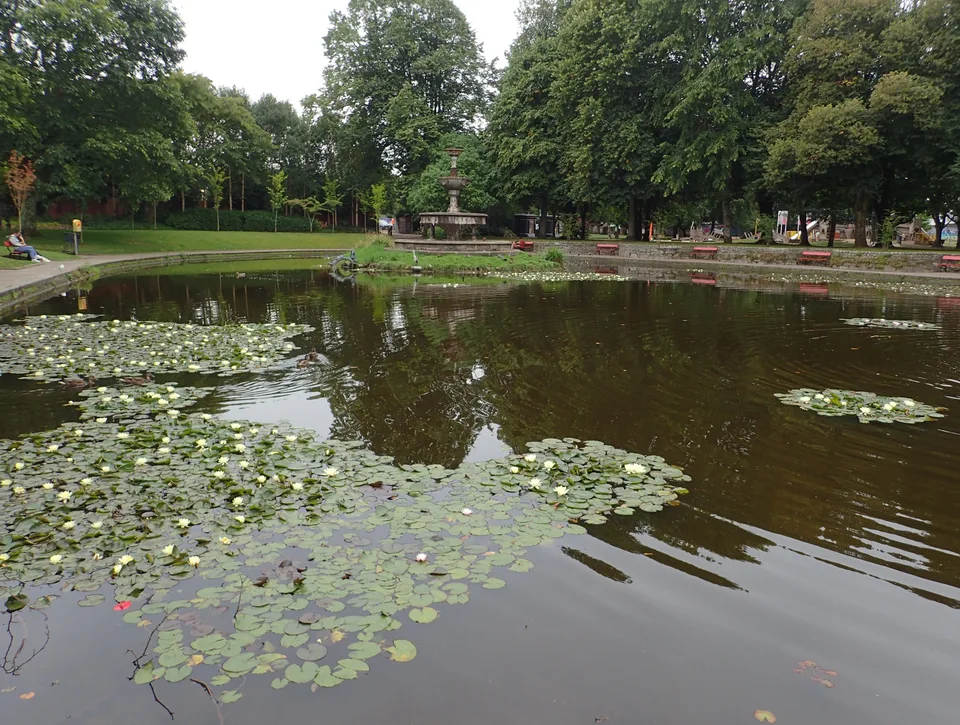 Waterlilies on the pond in Fitzgerald's Park.