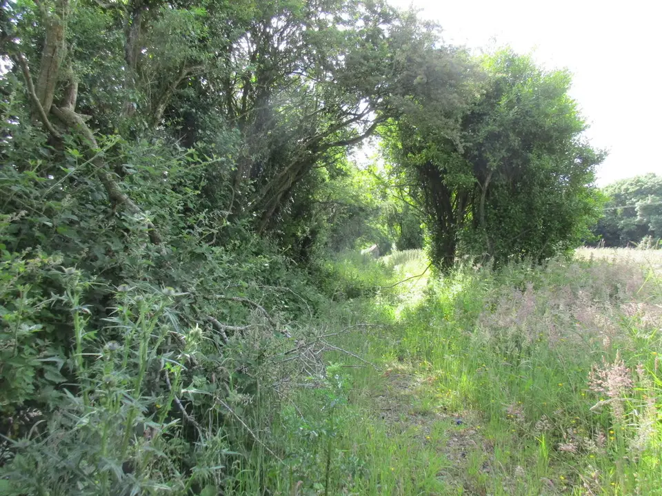 Track to a derelict house