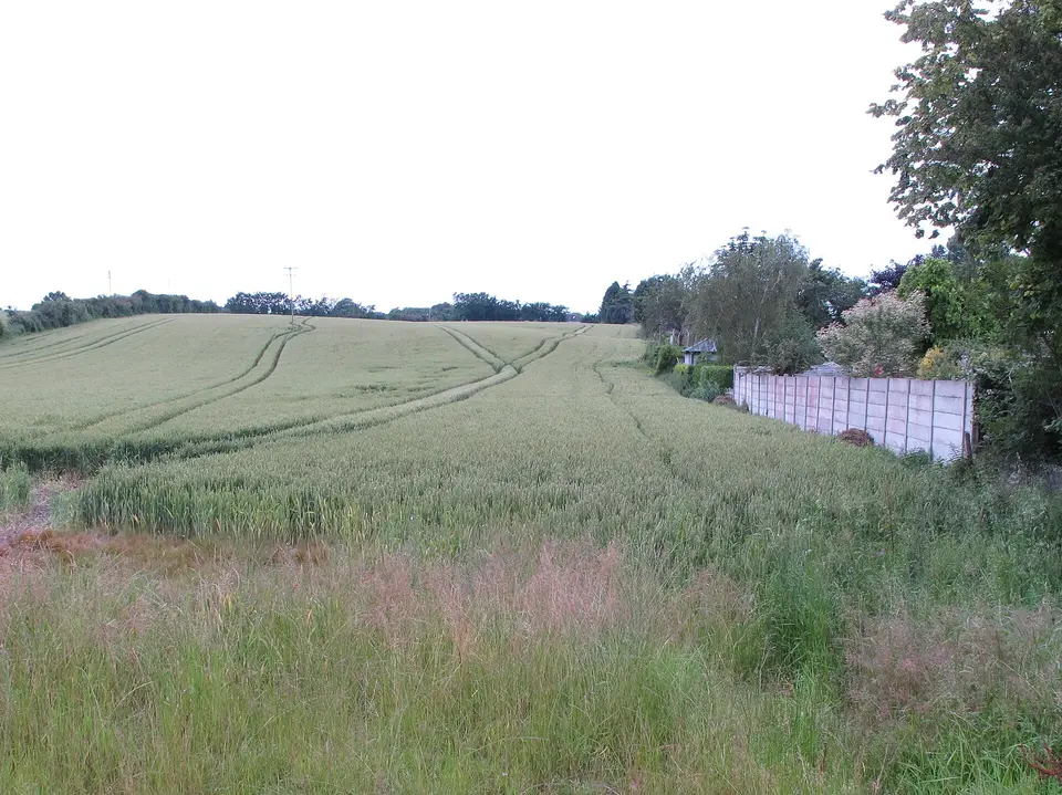 Wheat field near Carrigrohane Bridge