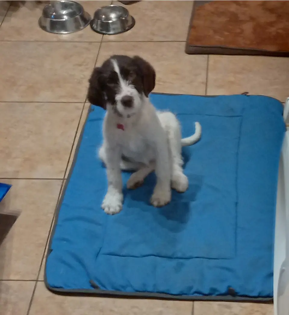 11 week old female English Pointer