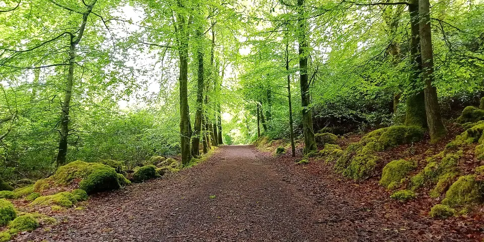 Part of the Sligo Way in the townland of Ballygawley/ Ballydawley
